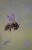 hz2.jpg